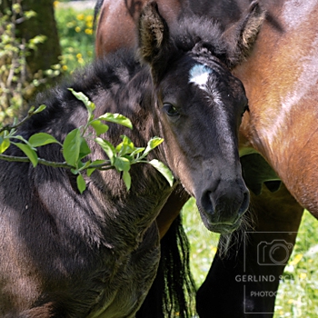 Pferdekutschenfahrten Josef Kreidl - Copyright Gerlind Schiele Photography +49 170 908 85 85