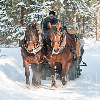 Pferdekutschenfahrten Josef Kreidl - Copyright Gerlind Schiele Photography +49 170 908 85 85
