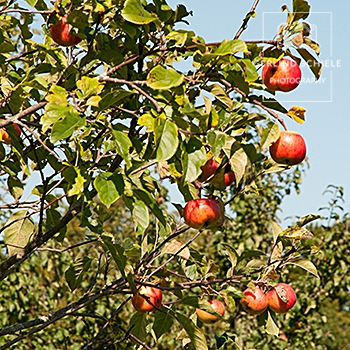 Obstbrände Unterreiterhof Bad Wiessee - Copyright Gerlind Schiele Photography +49 170 908 85 85